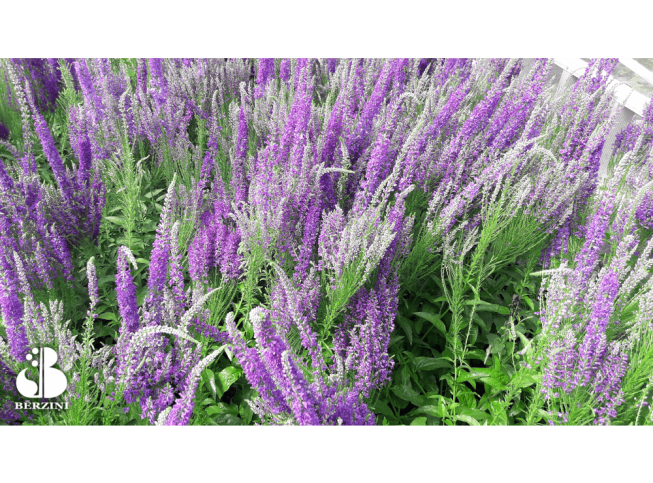 Veronica spicata   'Purple Explosion'